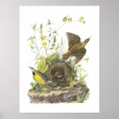 Poster Meadowlark oriental par Audubon (Devant)