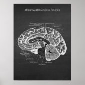 Poster Medial Sagittal Section of the Brain print no. 2 (Devant)
