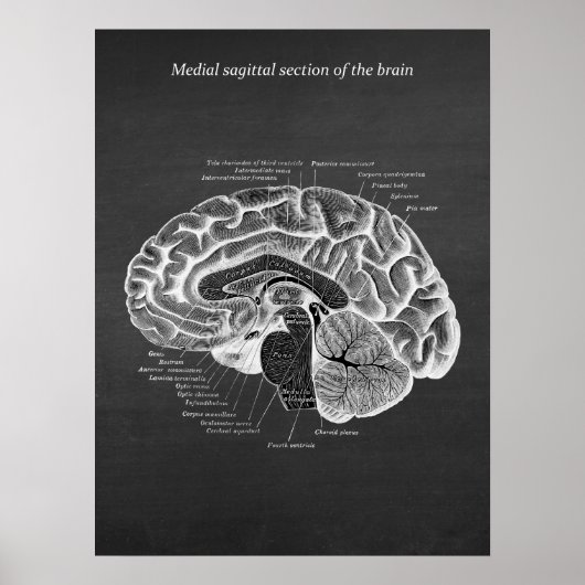 Poster Medial Sagittal Section of the Brain print no. 2 (Devant)
