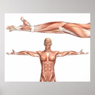 Poster medical figure showing elbow supination
