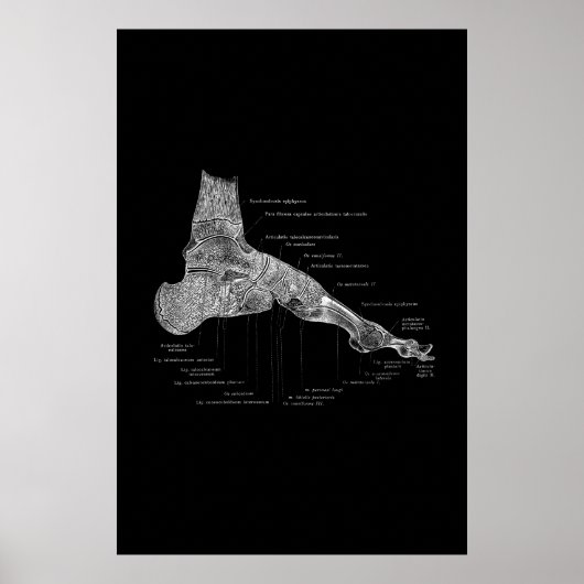 Poster Médicale de l'anatomie du pied 24x36" (Devant)