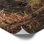 Poster Méditer Macaque dans la fosse (Coin)