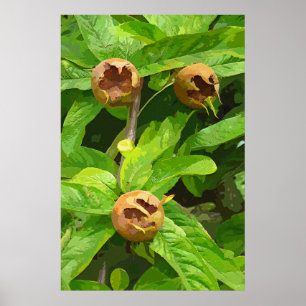 POSTER MEDLAR FRUIT