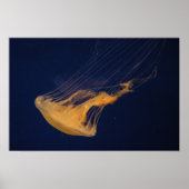 Poster Méduse 2 (Devant)