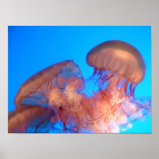 Poster méduse 4 (Devant)