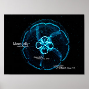Poster Méduse commune dans l'espace sous-marin