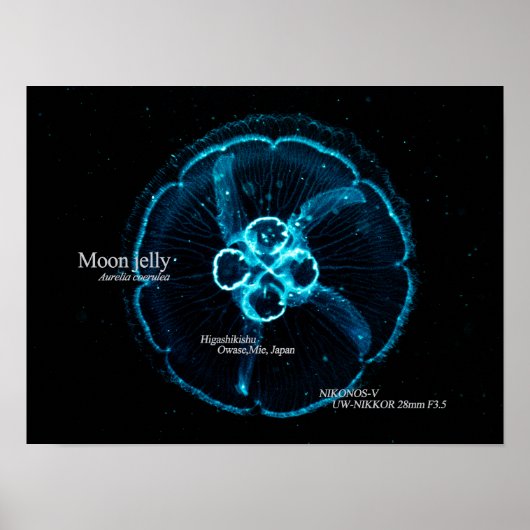 Poster Méduse commune dans l'espace sous-marin (Devant)