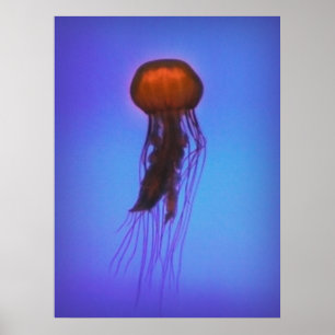 Poster Méduse dans l'espace