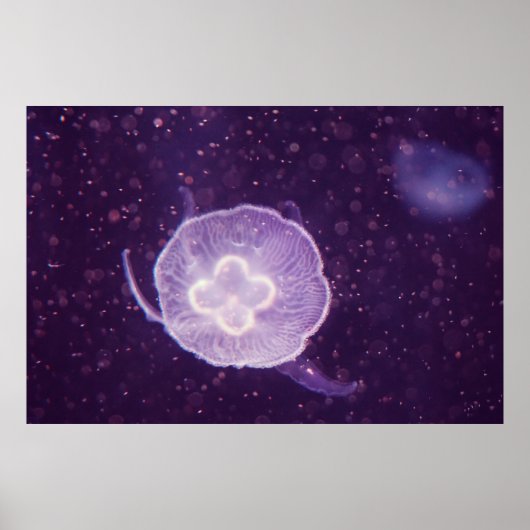 Poster Méduse de natation (Devant)