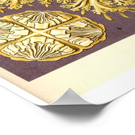 Poster Méduse - Discomedusae - Ernst Haeckel (Coin)