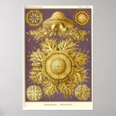 Poster Méduse - Discomedusae - Ernst Haeckel (Devant)