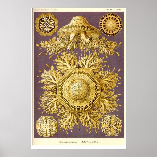Poster Méduse - Discomedusae - Ernst Haeckel (Devant)