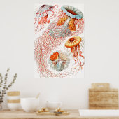 Poster Méduse, Discomedusae par Ernst Haeckel (Cuisine)