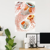 Poster Méduse, Discomedusae par Ernst Haeckel (Bureau à domicile)