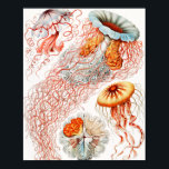 Poster Méduse, Discomedusae par Ernst Haeckel<br><div class="desc">Méduse, Discomedusae Scheibenquallen par Ernst Haeckel Poster</div>