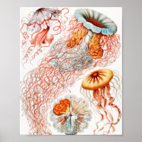 Méduse, Discomedusae par Ernst Haeckel