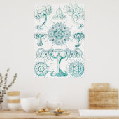 Poster Méduse, Discomedusae par Ernst Haeckel (Cuisine)