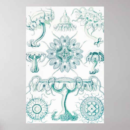 Poster Méduse, Discomedusae par Ernst Haeckel (Devant)