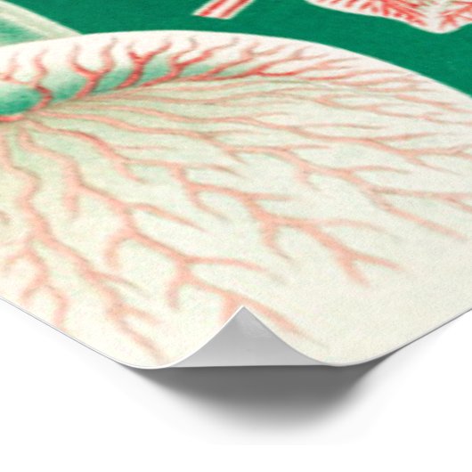 Poster Méduse, Discomedusae par Ernst Haeckel (Coin)