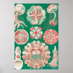 Poster Méduse, Discomedusae par Ernst Haeckel