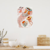 Poster Méduse, Discomedusae par Ernst Haeckel (Cuisine)