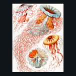 Poster Méduse, Discomedusae par Ernst Haeckel<br><div class="desc">Méduse,  Discomedusae Scheibenquallen par Ernst Haeckel Poster</div>