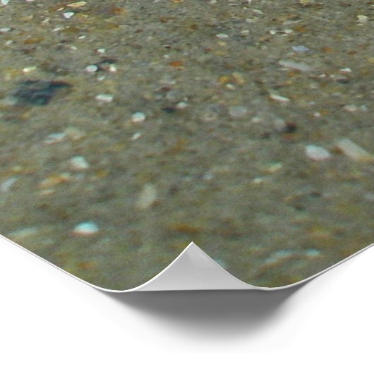 Poster méduse échouée (Coin)