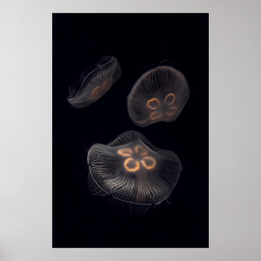 Poster Méduse lune nageant (Devant)