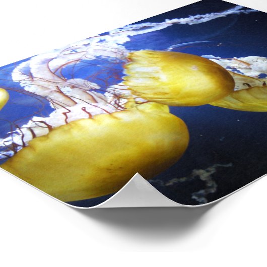 Poster Méduse Ne Cesse Pas De Nager (Coin)