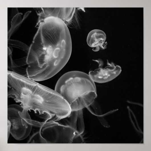 Poster Méduse sous-marine (Devant)