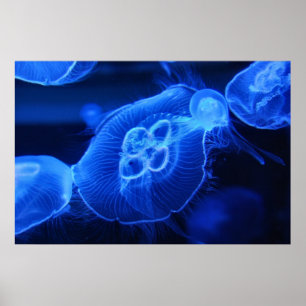 Poster Méduses au néon bleues