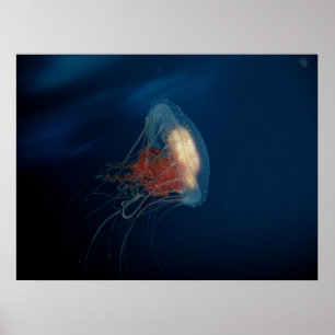 Poster Méduses dans l'océan