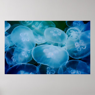 Poster Méduses de lune