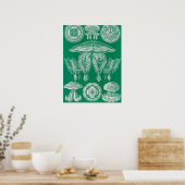 Poster Méduses, Discomedusae par Ernst Haeckel (Cuisine)