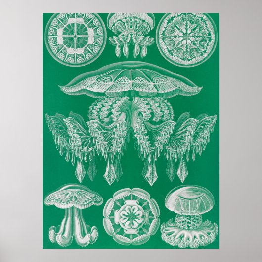 Poster Méduses, Discomedusae par Ernst Haeckel (Devant)