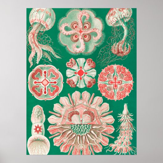 Poster Méduses, Discomedusae par Ernst Haeckel (Devant)