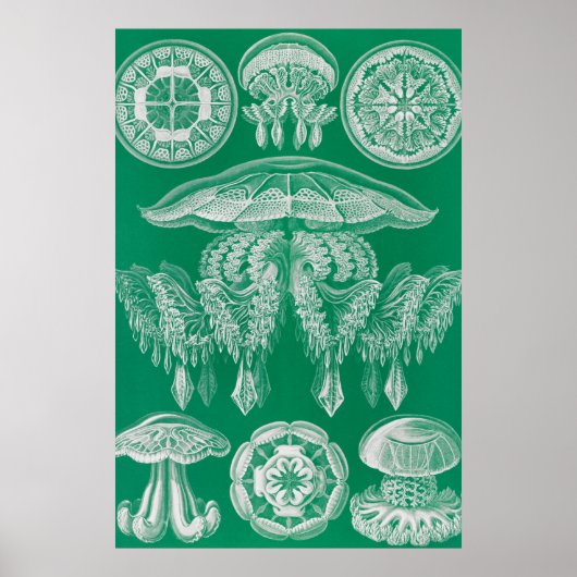 Poster Méduses, Discomedusae par Ernst Haeckel (Devant)
