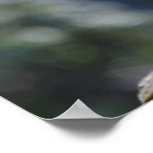 Poster Meercat (Coin)