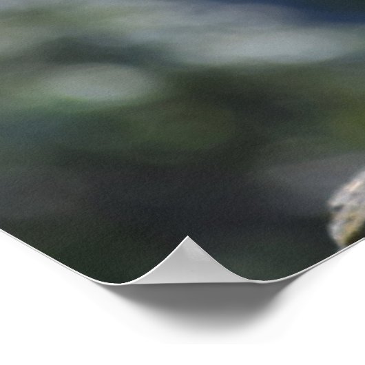 Poster Meercat (Coin)