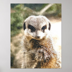 POSTER MEERKAT