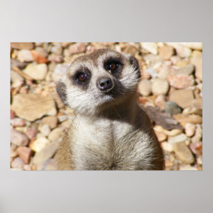  Poster Meerkat