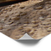 Poster Meerkat (Coin)