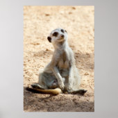 Poster Meerkat (Devant)