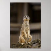 Poster Meerkat (Devant)