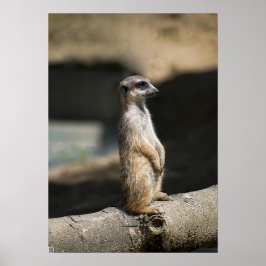 Poster Meerkat (Devant)