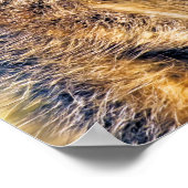 POSTER MEERKAT (Coin)