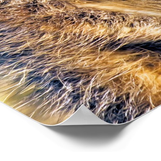 POSTER MEERKAT (Coin)