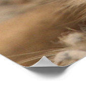 Poster Meerkat 090 (Coin)