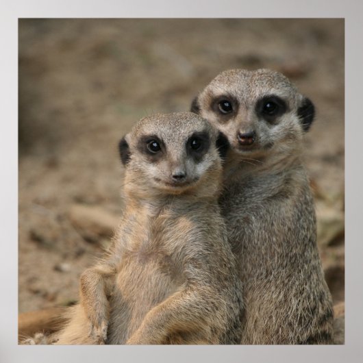 Poster Meerkat 090 (Devant)