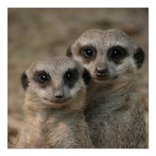 Poster Meerkat 098 (Devant)